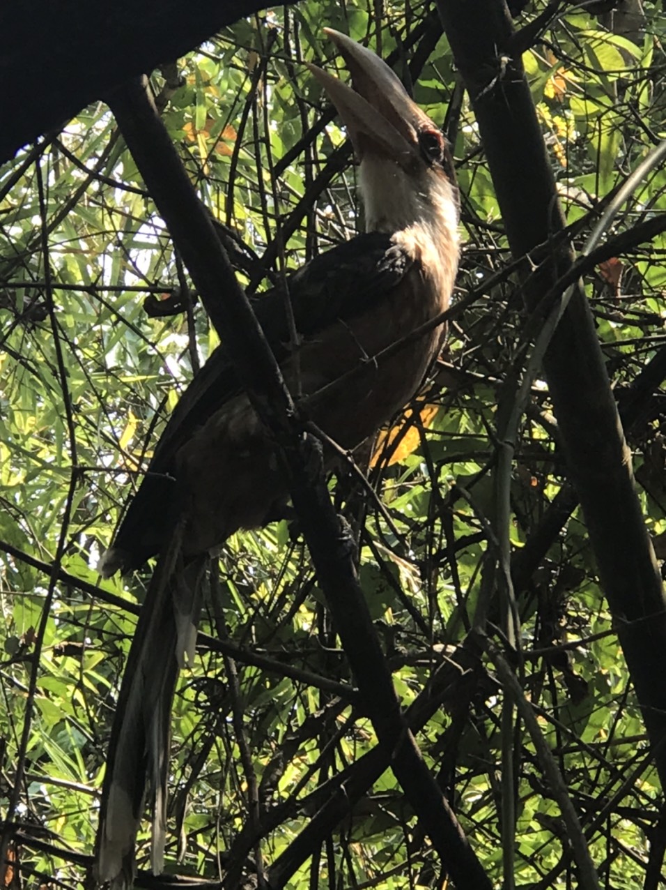 Hạt Kiểm lâm huyện Cư M’gar tiếp nhận cá thể Trăn gấm nguy cấp, quý, hiếm từ người dân tự nguyện giao nộp.